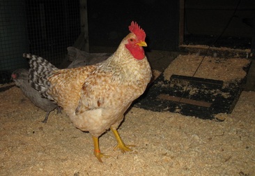 Young Euskal Oiloa Cockeral  18 weeks (Basque Chicken)